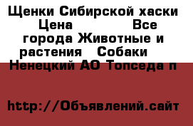 Щенки Сибирской хаски › Цена ­ 18 000 - Все города Животные и растения » Собаки   . Ненецкий АО,Топседа п.